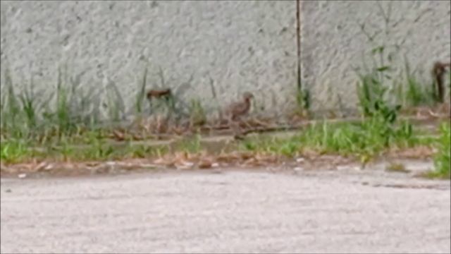 Рыболов Иванович. Будущие речные бандиты.