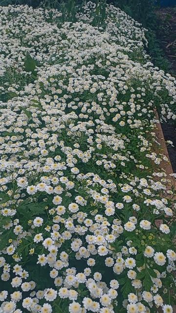 Райский сад