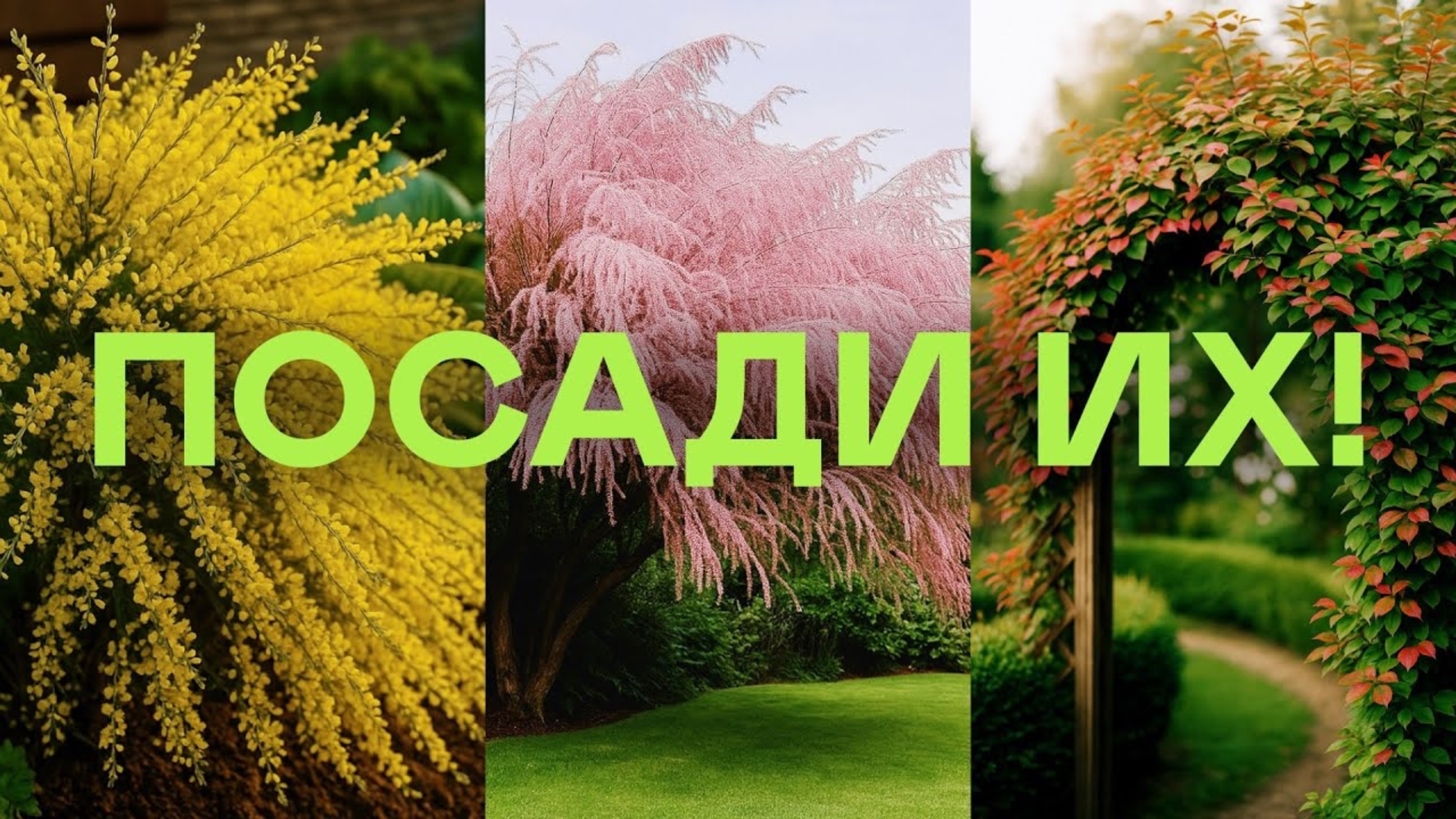 Самые Дешевые Эффектные Кустарники Для Красивого Сада смотреть онлайн