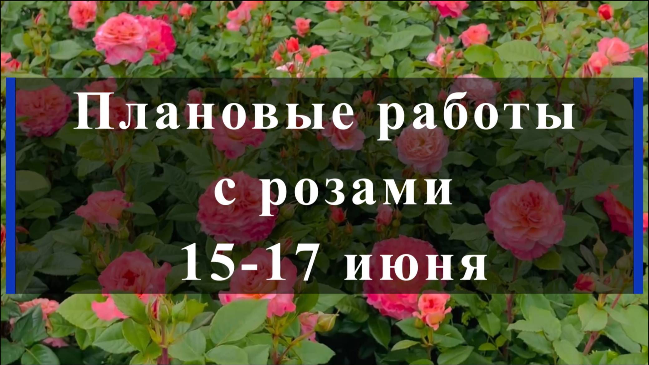 Плановые работы с розами 15-17 июня смотреть онлайн