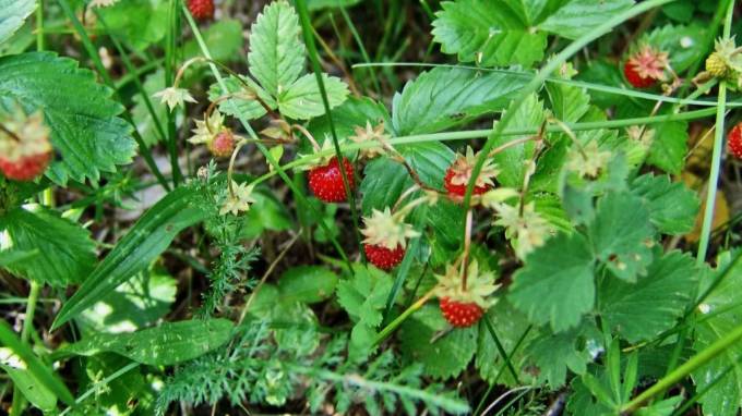 РАННЕЕ УТРО смотреть онлайн