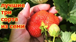 Лучшие сорта клубники на моем участке.Какие 3 сорта из 7 от которых я не откажусь