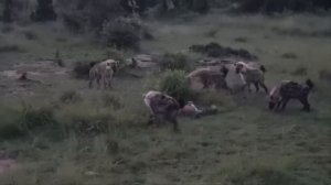 Эти Битвы Животных Побили Все Рекорды!