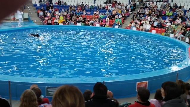 Дельфинарий смотреть онлайн