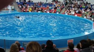 Дельфинарий