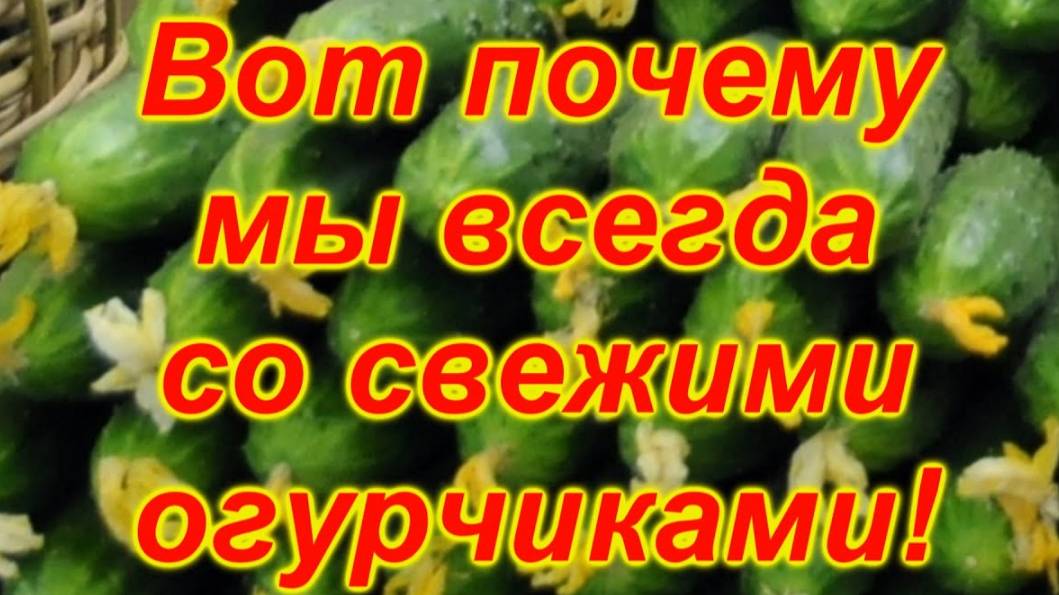 🌱 Как собрать огурцы всё лето? Секреты непрерывного урожая! смотреть онлайн