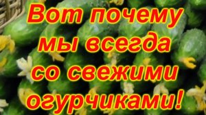 🌱 Как собрать огурцы всё лето? Секреты непрерывного урожая!