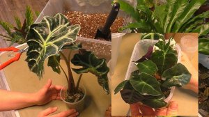 От одной Алоказии СРАЗУ ВОСЕМЬ! Пересадка проросших КЛУБНЕЙ Алоказии Полли из МХА в органоминералку