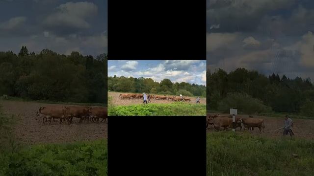 Не лёгкий путь наших коровок смотреть онлайн