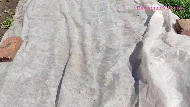 обзор дачи 06.25