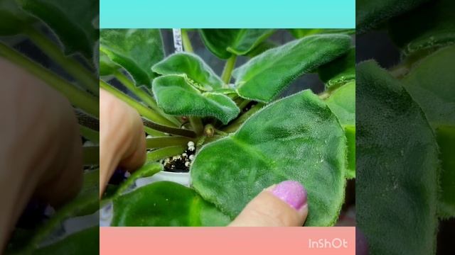 Онлайн Магазин Фиалок. Фиалки у Алисы 💖. смотреть онлайн