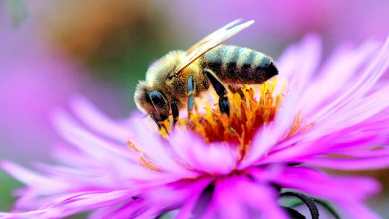 Николай Дроздов рассказывает о пчелах и других насекомых 🐝 смотреть онлайн