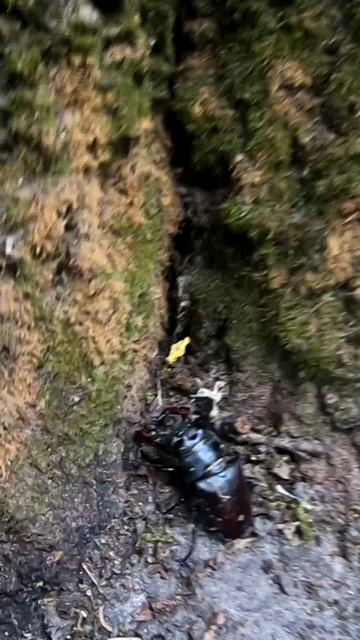 Единственная находка на копе сегодня :-) смотреть онлайн