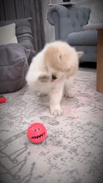 Смешные животные смотреть онлайн