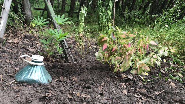 Привезла на дачу колеусы и герань. Горячие бутерброды на мангале смотреть онлайн