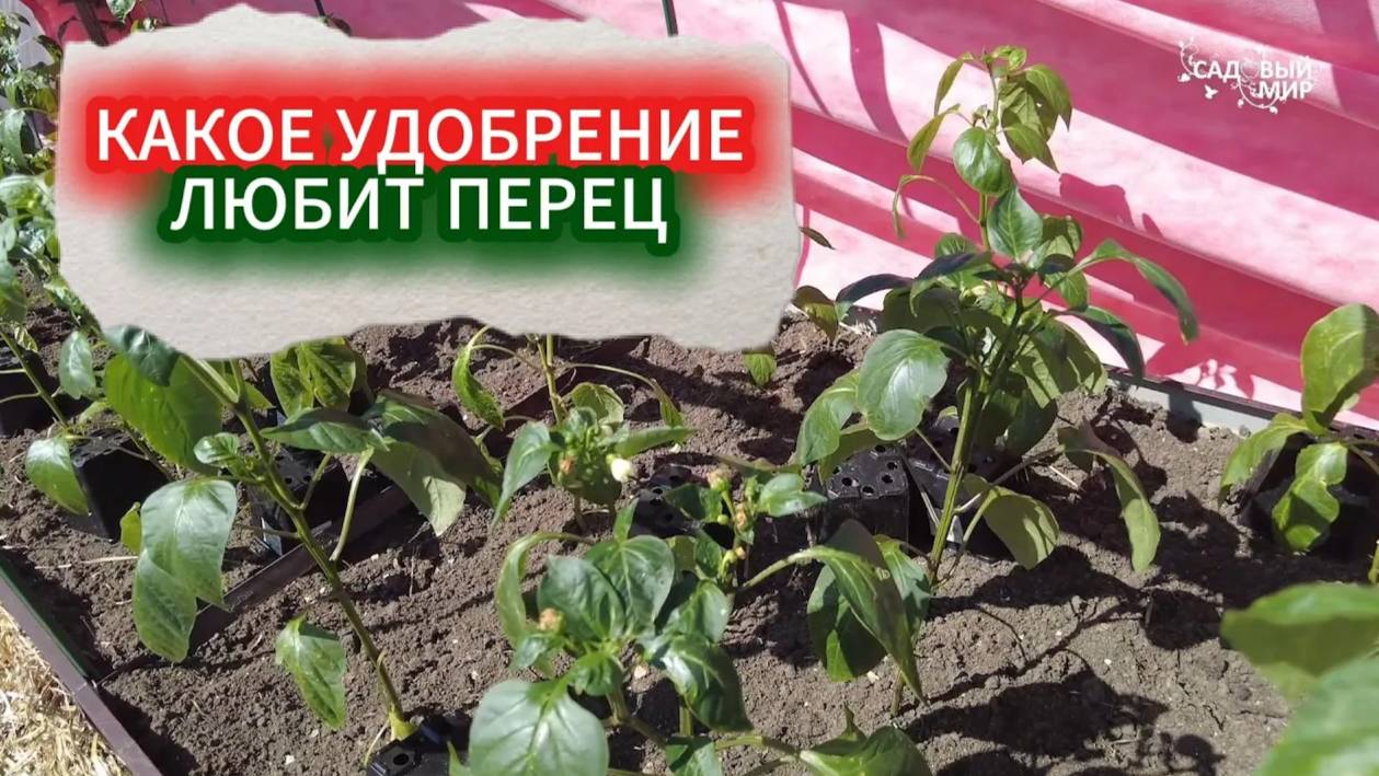 КАКУЮ ПОДКОРМКУ ЛЮБИТ ПЕРЕЦ. ПОДКОРМКА ПЕРЦА ПОСЛЕ ВЫСАДКИ В ГРУНТ