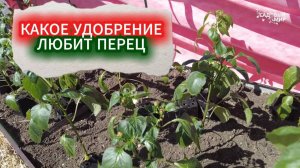 КАКУЮ ПОДКОРМКУ ЛЮБИТ ПЕРЕЦ. ПОДКОРМКА ПЕРЦА ПОСЛЕ ВЫСАДКИ В ГРУНТ