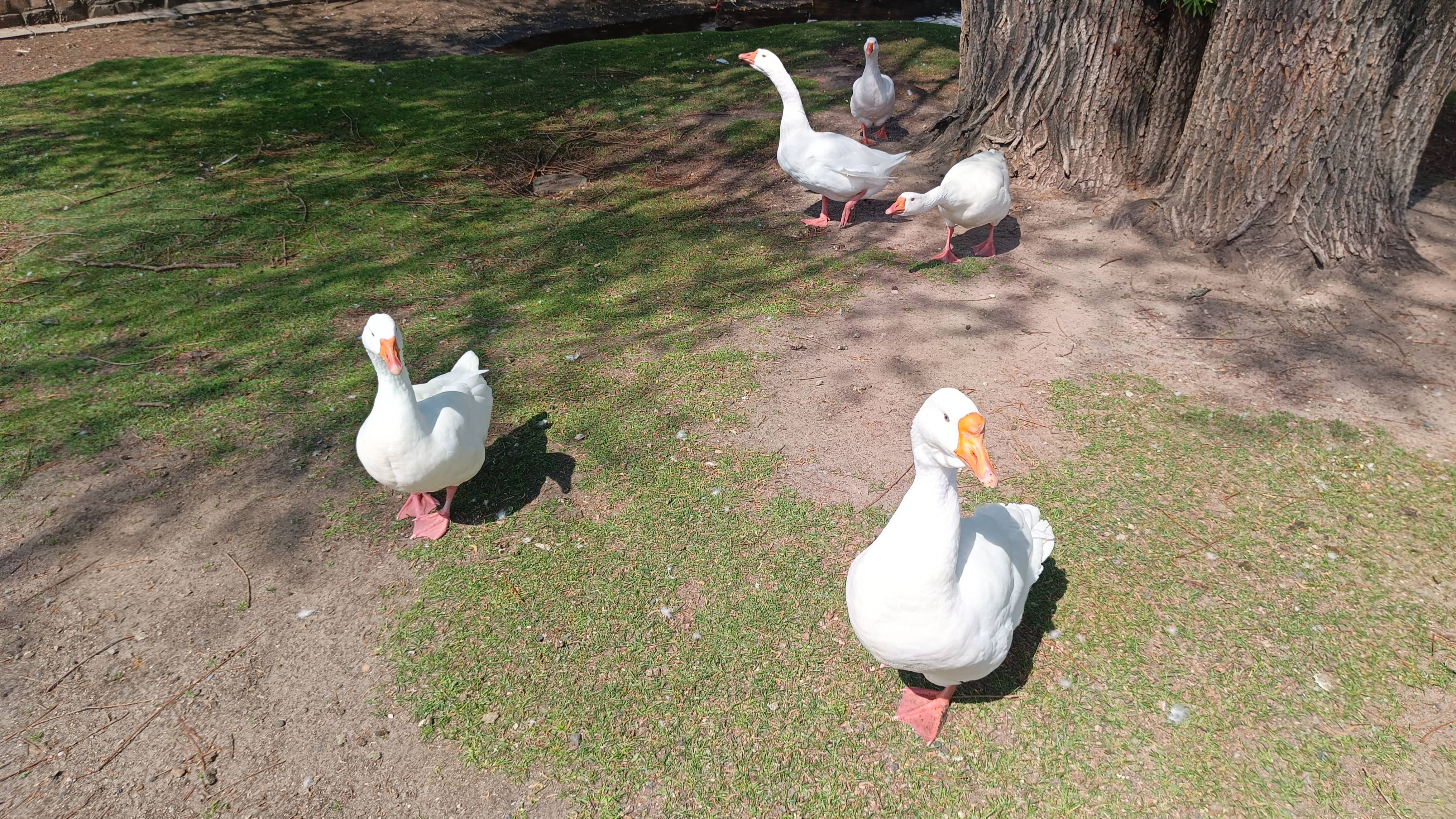 Павлово Посадский пикник . смотреть онлайн