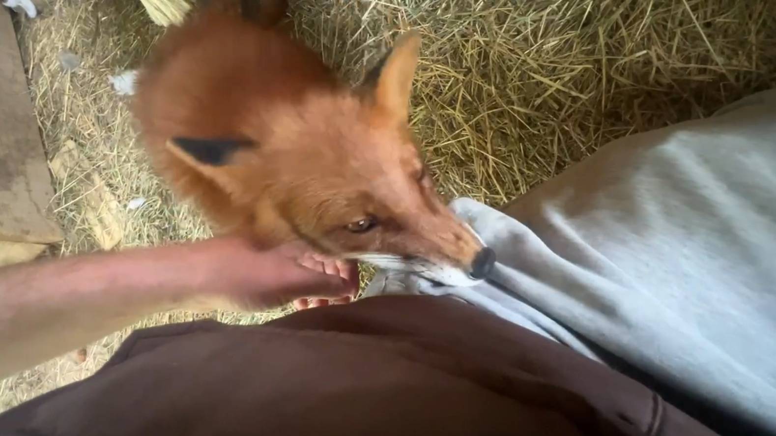 Лиса-Алиса. Лис Игнис пытается достать то, что спрятано в кармане смотреть онлайн