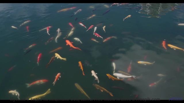 Кадры природы, которые вдохновят на подвиги - смотрите! - Virtual Violin Virtuoso -- Techtheist -- F