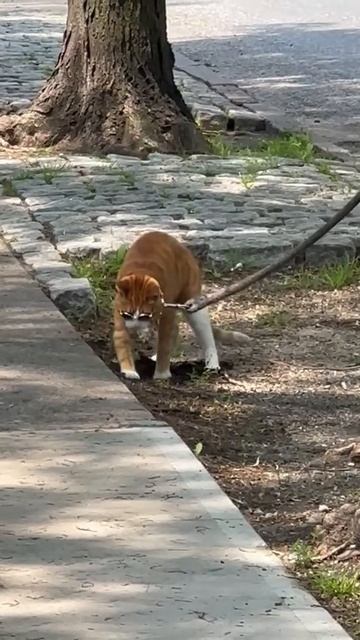 кошка. как же он крут смотреть онлайн