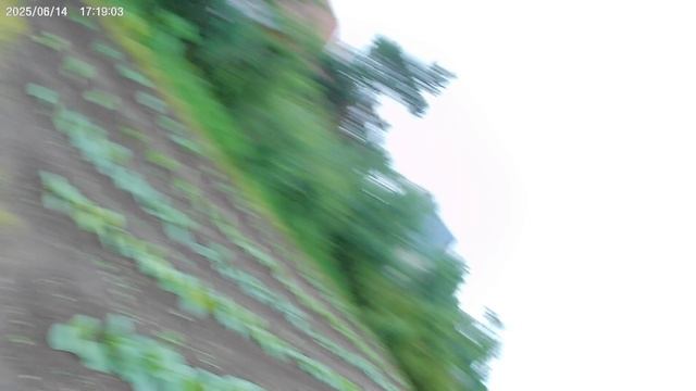 Результаты борьбы с борщевиком. смотреть онлайн