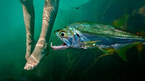 ОНИ СОЖРУТ ВАС ЗА СЕКУНДЫ! Самые СТРАШНЫЕ хищники Амазонки!
