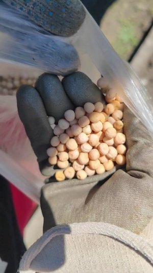 Что там за забором? Окучили картошку. Сестра приехала.