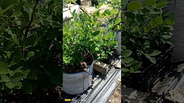 состояние голубики на 13 июня 2025