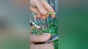 Прививка персика на сливу 14.06.25г.