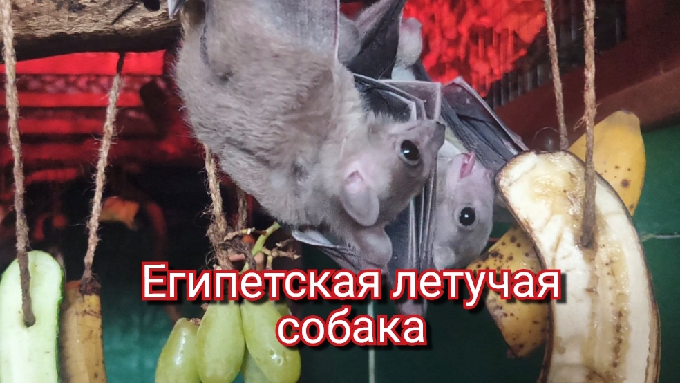 Египетская летучая собака смотреть онлайн