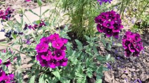 На даче с помощницей.Ах, ЛЕТО! ☀️