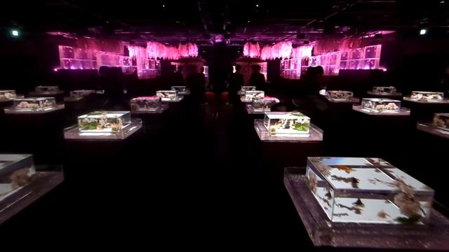 Art Aquarium in Tokyo смотреть онлайн
