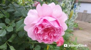 29. Цветут розы на севере Подмосковья. Прогулка, розарий , роджерсия.