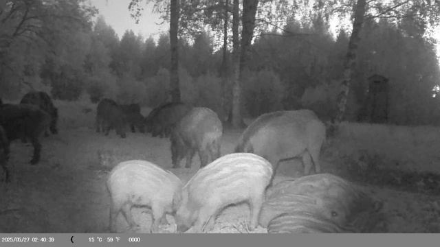 Фотоловушка. Кабаны. смотреть онлайн