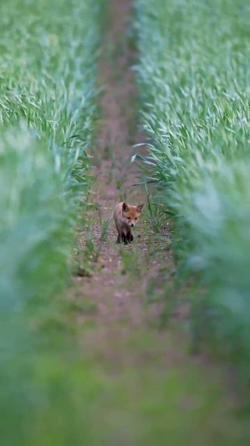 Лисёнок :) смотреть онлайн