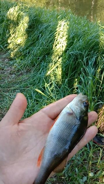 ПЕРВАЯ НЕУДАЧНАЯ РЫБАЛКА С НОЧЕВКОЙ! РЕКА МАЛАЯ КОКШАГА! 24.05.2025 ГОДА ЧАСТЬ-2 #fishing #рыбалка смотреть онлайн