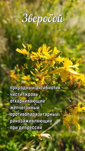 не представляю лето без этого