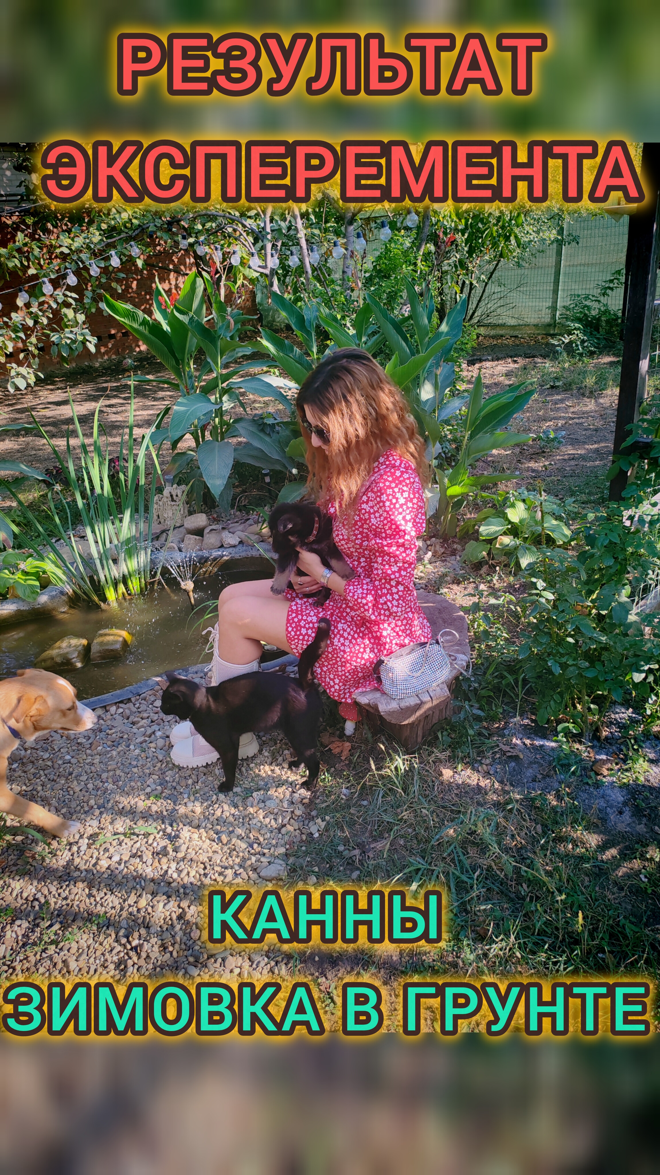 Результат эксперимента канны зимовка в грунте смотреть онлайн