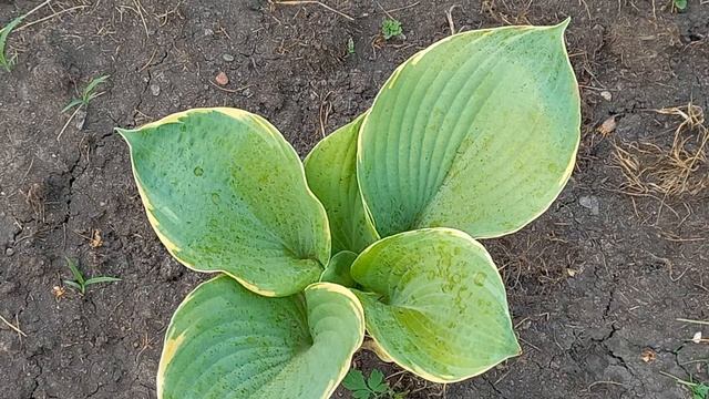 Хостовая новая клумба🪴🙂