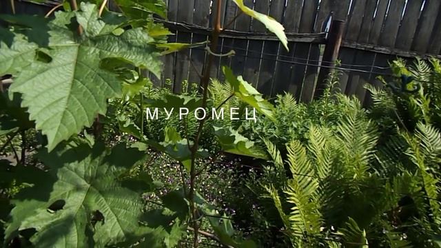 29. Виноград Муромец зацветает. 11 июня 2025 г.