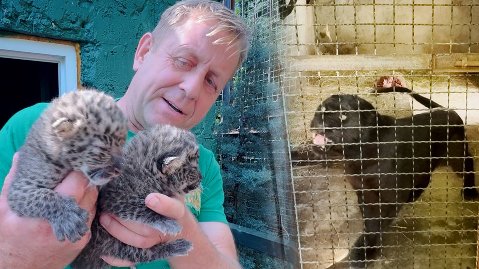 НЕВЕРОЯТНО! Рождение леопардов - чудо. Но то, что мать подпустила к детям самца - это поразительно! смотреть онлайн