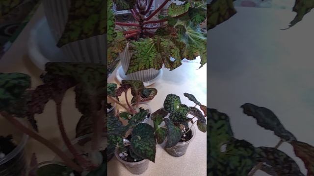 взрослые бегонии (хелен клеер и шоколад) смотреть онлайн