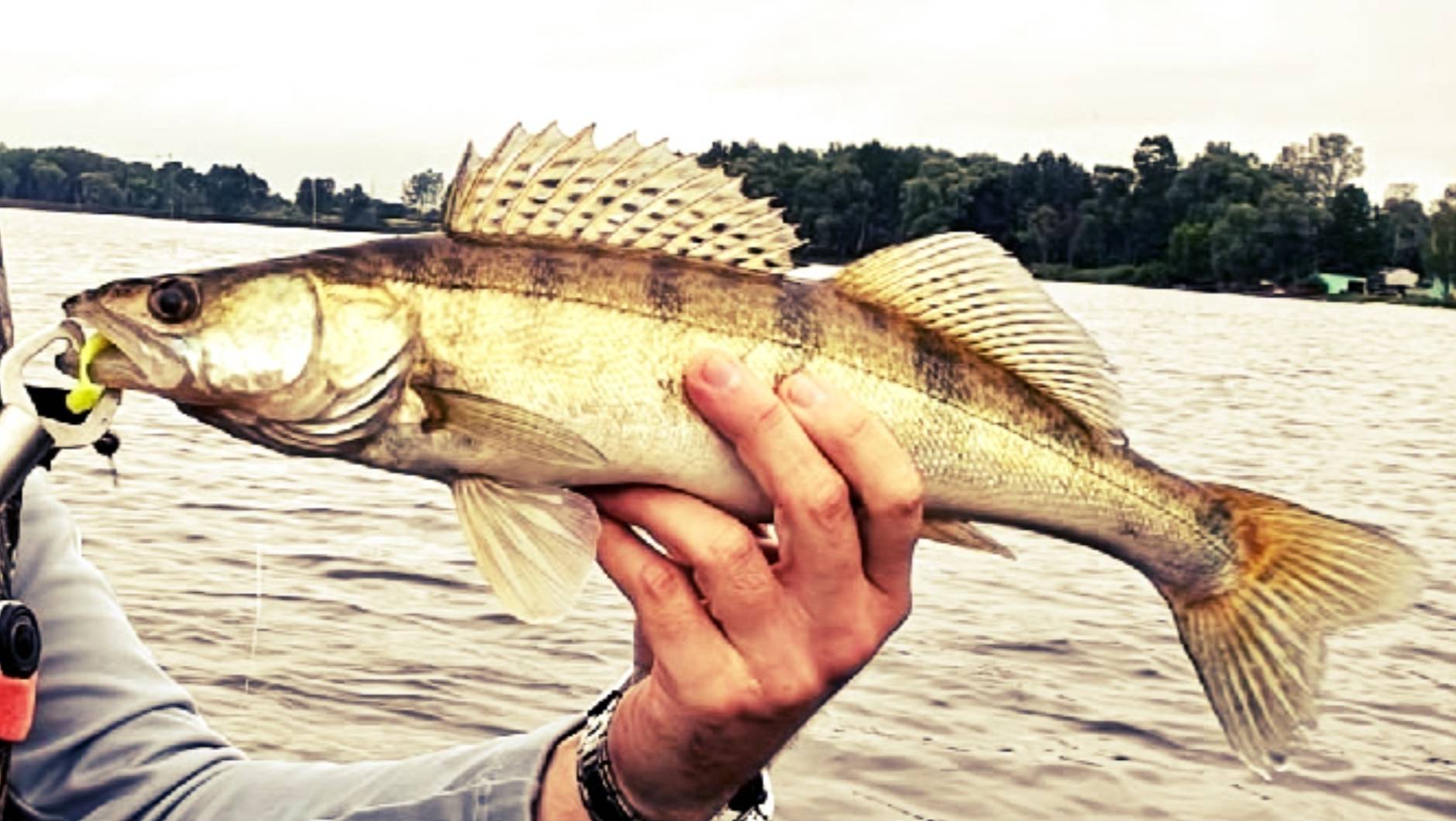 Наконец-то ОНИ! СУДАКИ с ЛОДКИ на ДЖИГ. РЫБАЛКА 2025 смотреть онлайн