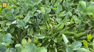 Яровой рапс. Опыт по гербицидам