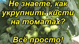 🌱Чем подкормить томаты для крупных плодов,  проверенный рецепт.