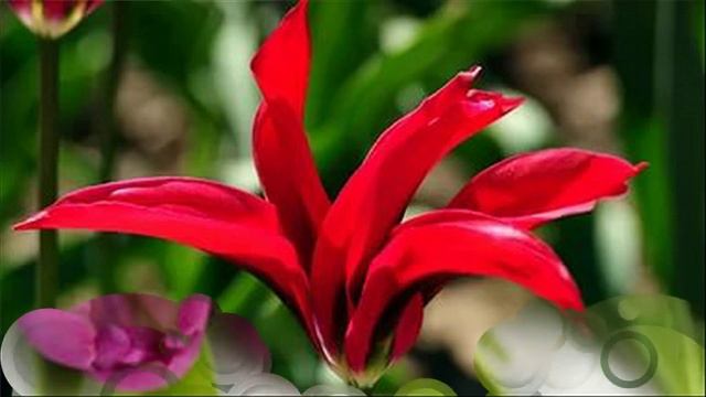 ✿Красивые переходы для Proshow producer смотреть онлайн