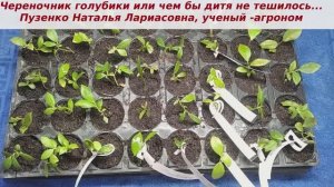 Череночник голубики. Культура весьма капризная, но мы начинаем дружить и научилась подбирать грунт