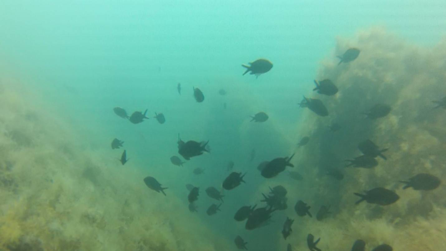 Подводная охота - Дивноморское (день 1) смотреть онлайн