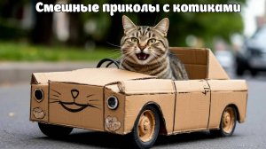 Подборка приколов с котиками 2025, смешные коты, смешное видео №1